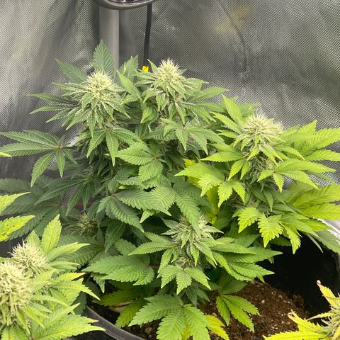 Space Cookies growlog timeline photo