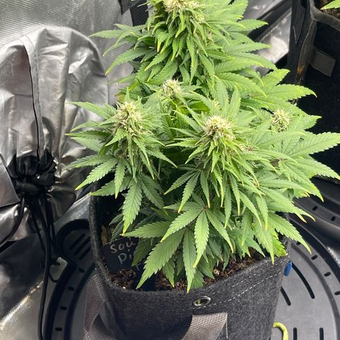 Sour Diesel #2 growlog timeline photo