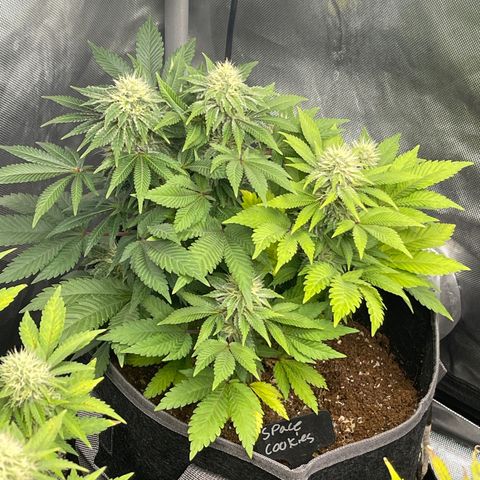 Space Cookies growlog timeline photo
