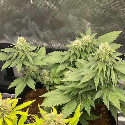 Space Cookies growlog timeline photo