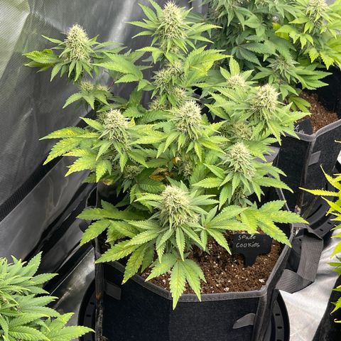 Space Cookies growlog timeline photo