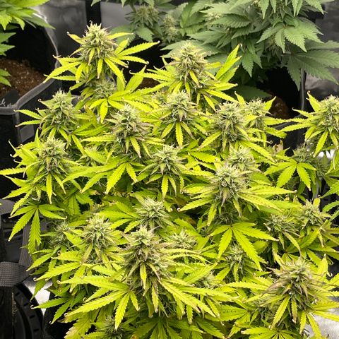 Jack Herer Auto growlog timeline photo