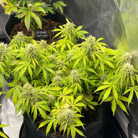 Jack Herer Auto growlog timeline photo