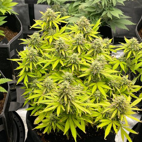 Jack Herer Auto growlog timeline photo