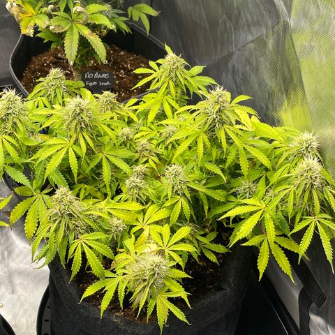 Jack Herer Auto growlog timeline photo