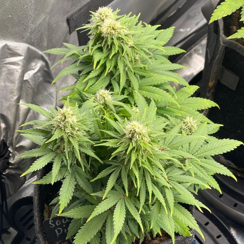 Sour Diesel #2 growlog timeline photo