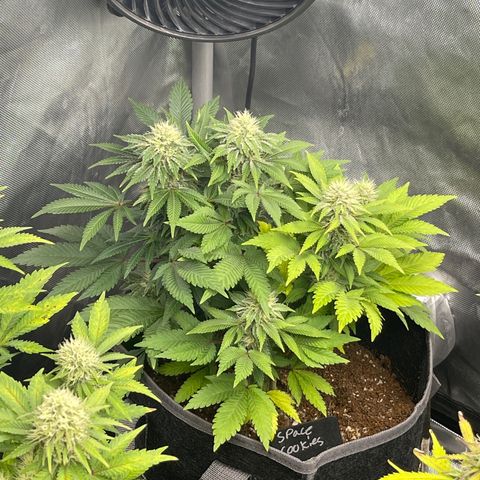 Space Cookies growlog timeline photo