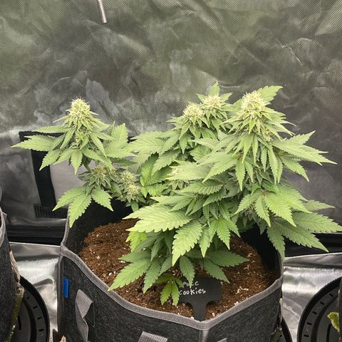 Space Cookies growlog timeline photo
