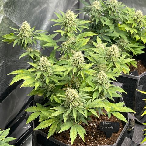 Space Cookies growlog timeline photo
