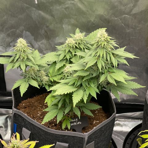 Space Cookies growlog timeline photo