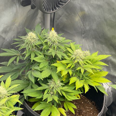 Space Cookies growlog timeline photo