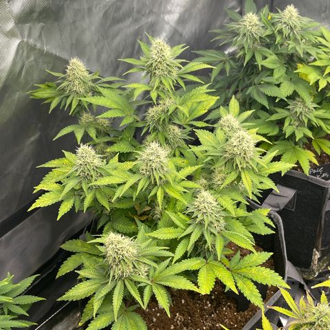 Space Cookies growlog timeline photo