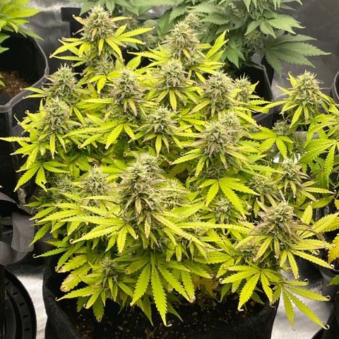 Jack Herer Auto growlog timeline photo