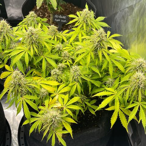 Jack Herer Auto growlog timeline photo