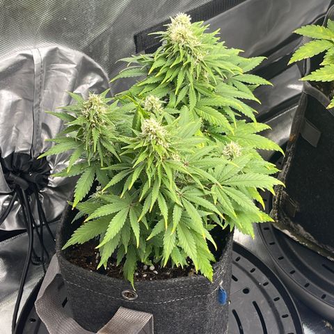 Sour Diesel #2 growlog timeline photo
