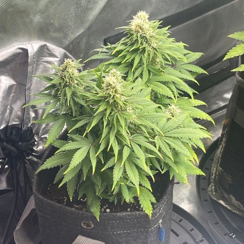 Sour Diesel #2 growlog timeline photo