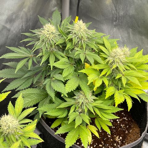 Space Cookies growlog timeline photo