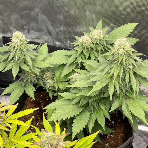 Space Cookies growlog timeline photo