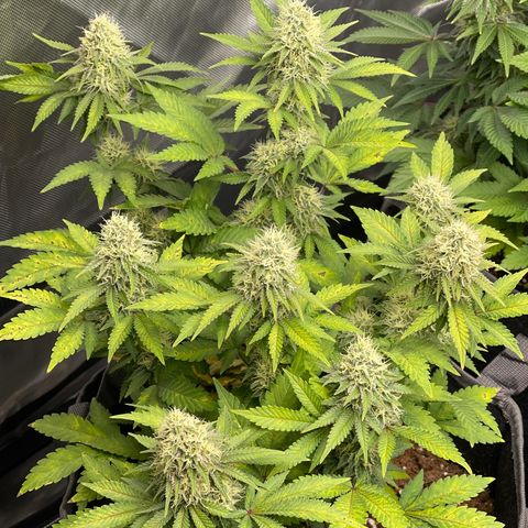 Space Cookies growlog timeline photo