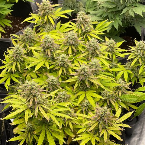 Jack Herer Auto growlog timeline photo