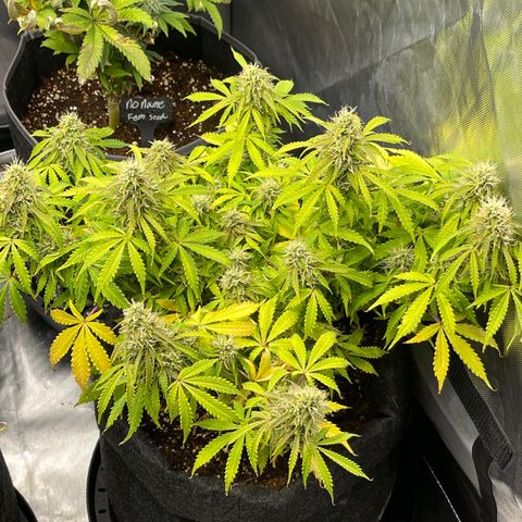 Jack Herer Auto growlog timeline photo
