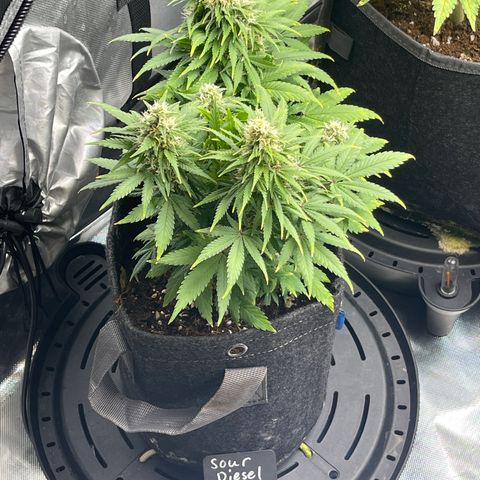 Sour Diesel #2 growlog timeline photo