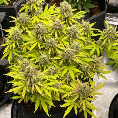 Jack Herer Auto growlog timeline photo