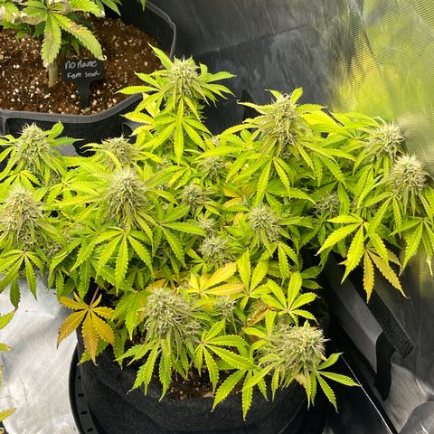 Jack Herer Auto growlog timeline photo