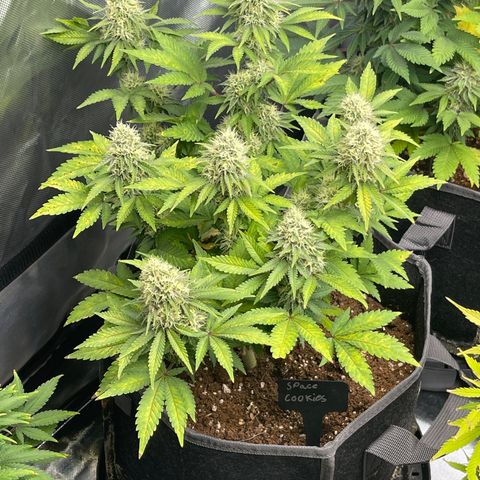 Space Cookies growlog timeline photo