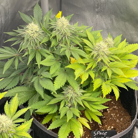 Space Cookies growlog timeline photo