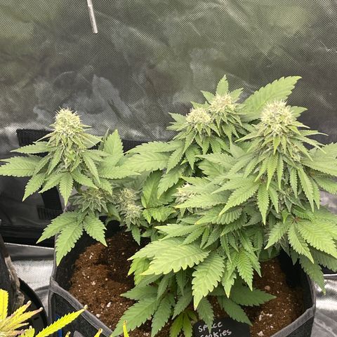 Space Cookies growlog timeline photo