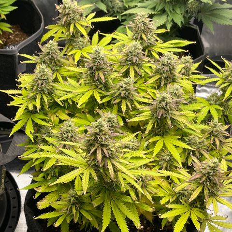Jack Herer Auto growlog timeline photo