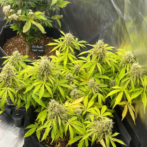 Jack Herer Auto growlog timeline photo