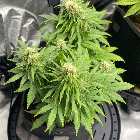 Sour Diesel #2 growlog timeline photo