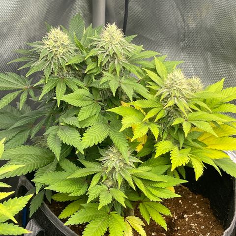 Space Cookies growlog timeline photo