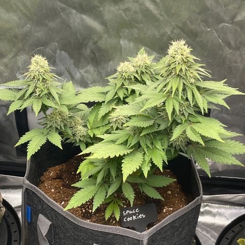 Space Cookies growlog timeline photo