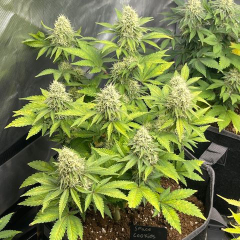 Space Cookies growlog timeline photo
