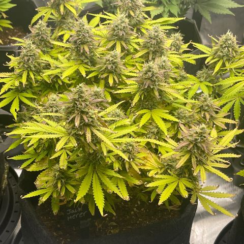 Jack Herer Auto growlog timeline photo