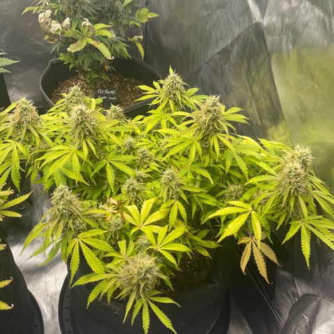 Jack Herer Auto growlog timeline photo