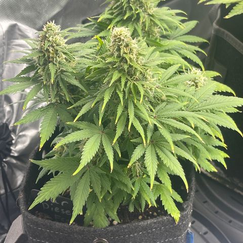 Sour Diesel #2 growlog timeline photo