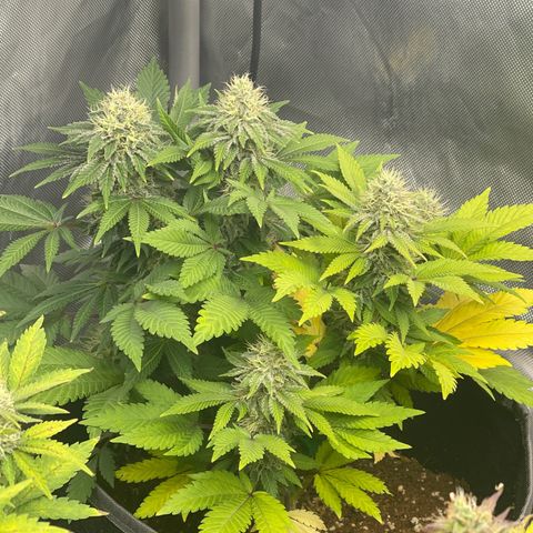 Space Cookies growlog timeline photo