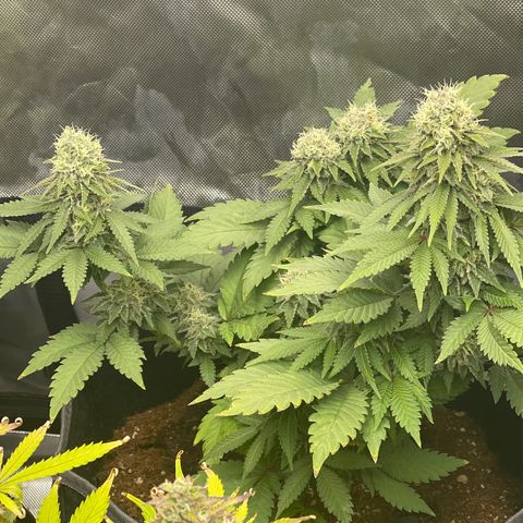 Space Cookies growlog timeline photo