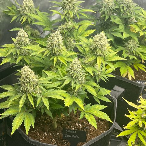 Space Cookies growlog timeline photo