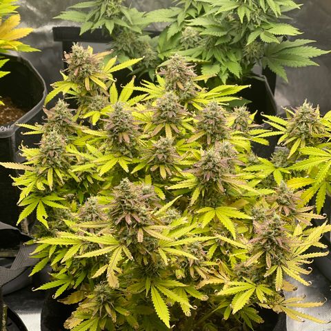 Jack Herer Auto growlog timeline photo