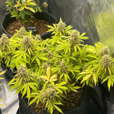 Jack Herer Auto growlog timeline photo