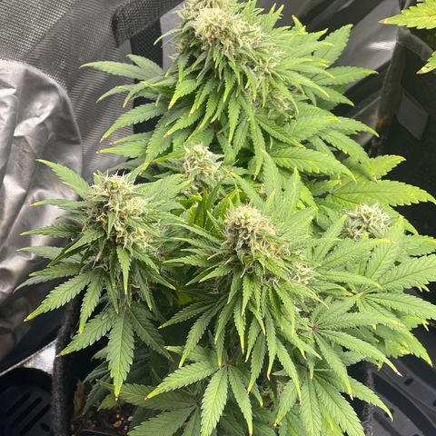 Sour Diesel #2 growlog timeline photo