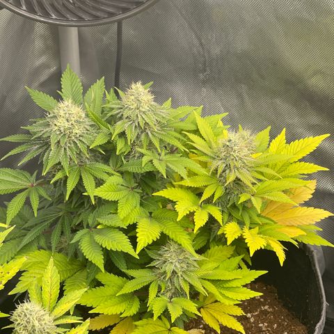 Space Cookies growlog timeline photo
