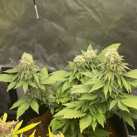 Space Cookies growlog timeline photo