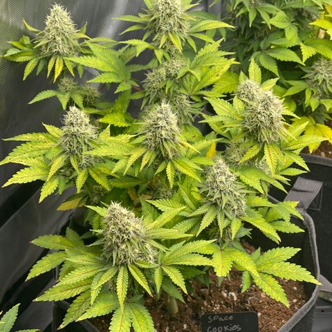 Space Cookies growlog timeline photo