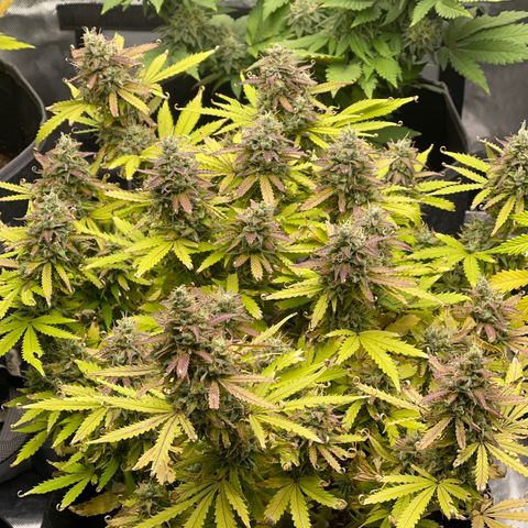 Jack Herer Auto growlog timeline photo